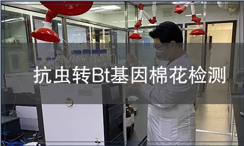 抗蟲轉Bt基因棉花檢測